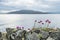 Wild coastal flowers growing on rocks on the shores