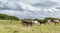 Wild Coastal Ponies in North Wales, UK