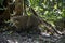 Wild coati in iguazu falls national park
