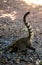 Wild coati in iguazu falls national park