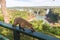 Wild coati nasua posing on Brazilian side of Iguazu falls national park. Argentinian side of Iguazu falls in the background.