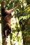 Wild Coati wandering in Corcovado national park, Osa peninsula, Costa Rica