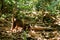 Wild Coati wandering in Corcovado national park, Osa peninsula, Costa Rica