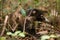 Wild Coati wandering in Corcovado national park, Osa peninsula, Costa Rica