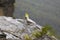 Wild cockatoo in the Blue Mountains, Sydney Australia