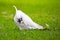 Wild Cockatoo Eating