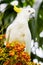 Wild Cockatoo Eating