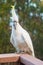 Wild Cockatoo Eating in Australia