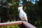 Wild Cockatoo Eating in Australia