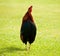 Wild cockerel on Kauai