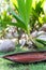 Wild Coconuts on a Background of Leaf with Rain Water