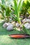 Wild Coconuts on a Background of Leaf with Rain Water