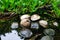 Wild coconuts floating in water in the tropical forest in Hawaii Big Island