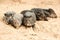 Wild Collared Peccary Pig Family