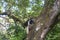 Wild colobus guereza monkey sitting on the branch in tropical forest near city Arusha, Tanzania, Africa