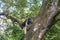 Wild colobus guereza monkey sitting on the branch in tropical forest near city Arusha, Tanzania, Africa