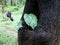 Wild colocasia or elephant- ear or cocoyam growing in a hole in the trunk of Terminalia elliptica or Indian laurel tree