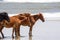 Wild Colonial Spanish Mustangs on the northern Currituck Outer B