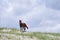 Wild Colonial Spanish Mustangs on the northern Currituck Outer B