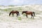 Wild Colonial Spanish Mustangs on the northern Currituck Outer B