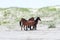 Wild Colonial Spanish Mustangs on the northern Currituck Outer B