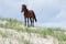 Wild Colonial Spanish Mustangs on the northern Currituck Outer B