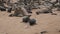 Wild Colony Of Fur Seals On Seashore In Namibia Cape Cross Nature Reserve