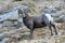 Wild Colorado Rocky Mountain Bighorn Sheep