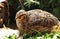 Wild colored japanese quail