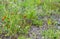 Wild colorful meadow with spring flowers