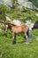 Wild colt on a brook bank