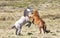 Wild Colts (Brumbies) Fighting