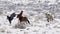 Wild Colts (Horse) in the snow at Wintertime in Australia
