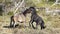 Wild Colts Play Fighting - Brumby of Australia