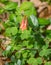 Wild Columbine - Aquilegia Canadensis