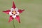 Wild Columbine Flower (aquilegia)