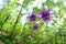 Wild columbine flowers