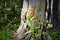 Wild Columbine standing tall