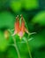 Wild Columbine â€“ Aquilegia canadensis