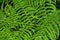 Wild common bracken plants background.