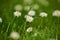 Wild common daisies in the lawn. Common small daises in the lawn.