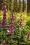 Wild common foxglove Digitalis purpurea growing in German forest. Captured on a sunny day against the sunlight