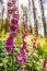 Wild common foxglove Digitalis purpurea growing in German forest. Captured on a sunny day against the sunlight