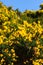 Wild Common Gorse