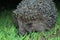 A wild common hedgehog creeps along the green grass at night in search of food. The hedgehog was caught in a camera trap. A