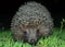 A wild common hedgehog creeps along the green grass at night in search of food. The hedgehog was caught in a camera trap. A