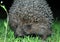 A wild common hedgehog creeps along the green grass at night in search of food. The hedgehog was caught in a camera trap. A