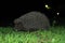 A wild common hedgehog creeps along the green grass at night in search of food. The hedgehog was caught in a camera trap. A