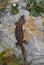 Wild common lizard at holy head