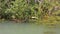 Wild Common Moorhen Bird Swim on Lake Water Surface